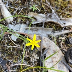 Pauridia glabella var. glabella (Tiny Star) at Walleroobie, NSW - 4 Sep 2024 by Tapirlord