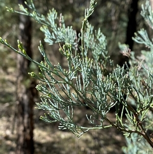 Callitris glaucophylla at Walleroobie, NSW - 4 Sep 2024 10:42 AM