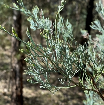 Callitris glaucophylla (White Cypress Pine) at Walleroobie, NSW - 4 Sep 2024 by Tapirlord