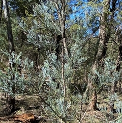 Callitris glaucophylla at Walleroobie, NSW - 4 Sep 2024