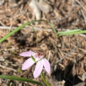 Caladenia fuscata at Walleroobie, NSW - suppressed