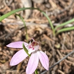 Caladenia fuscata at Walleroobie, NSW - suppressed