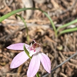 Caladenia fuscata at Walleroobie, NSW - 4 Sep 2024