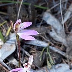 Caladenia fuscata at Walleroobie, NSW - suppressed