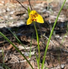 Diuris goonooensis (Western Donkey Orchid) at Walleroobie, NSW - 4 Sep 2024 by Tapirlord