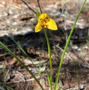 Diuris goonooensis at Walleroobie, NSW - 4 Sep 2024