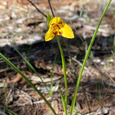 Diuris goonooensis (Western Donkey Orchid) at Walleroobie, NSW - 4 Sep 2024 by Tapirlord