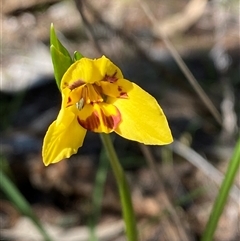 Diuris goonooensis at Walleroobie, NSW - 4 Sep 2024