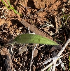 Caladenia sp. (A Caladenia) at Walleroobie, NSW - 4 Sep 2024 by Tapirlord