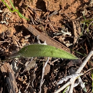 Caladenia sp. at Walleroobie, NSW - suppressed