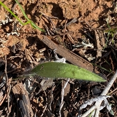 Caladenia sp. at Walleroobie, NSW - suppressed