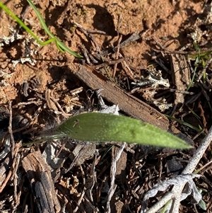 Caladenia sp. at Walleroobie, NSW - suppressed