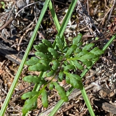 Cheilanthes sieberi subsp. sieberi (Mulga Rock Fern) at Walleroobie, NSW - 4 Sep 2024 by Tapirlord