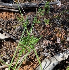 Cheilanthes sieberi subsp. sieberi at Walleroobie, NSW - 4 Sep 2024 10:31 AM