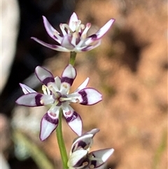 Wurmbea dioica subsp. dioica (Early Nancy) at Walleroobie, NSW - 4 Sep 2024 by Tapirlord