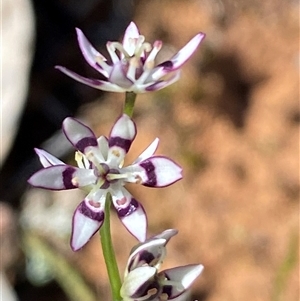 Wurmbea dioica subsp. dioica at Walleroobie, NSW - 4 Sep 2024