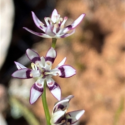 Wurmbea dioica subsp. dioica (Early Nancy) at Walleroobie, NSW - 4 Sep 2024 by Tapirlord