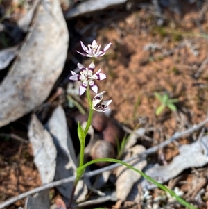 Wurmbea dioica subsp. dioica at Walleroobie, NSW - 4 Sep 2024