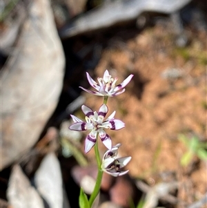 Wurmbea dioica subsp. dioica at Walleroobie, NSW - 4 Sep 2024