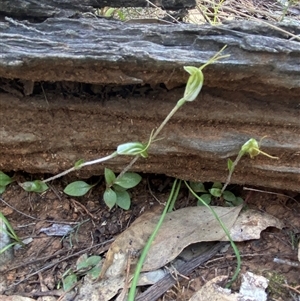 Diplodium nanum (ACT) = Pterostylis nana (NSW) at Walleroobie, NSW - 4 Sep 2024