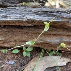 Diplodium nanum (ACT) = Pterostylis nana (NSW) at Walleroobie, NSW - 4 Sep 2024