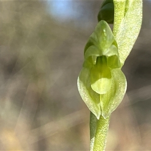 Hymenochilus muticus at Springdale, NSW - suppressed