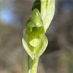 Hymenochilus muticus at Springdale, NSW - suppressed