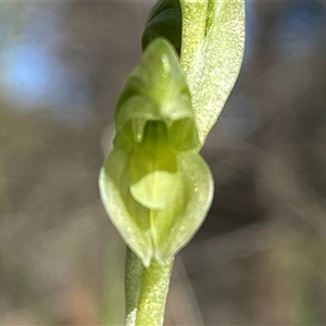 Hymenochilus muticus at Springdale, NSW - 4 Sep 2024