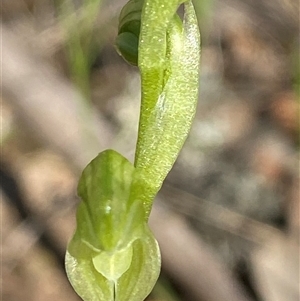 Hymenochilus muticus at Springdale, NSW - 4 Sep 2024