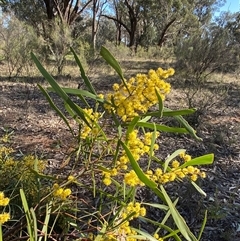 Acacia hakeoides (Hakea Wattle) at Springdale, NSW - 3 Sep 2024 by Tapirlord