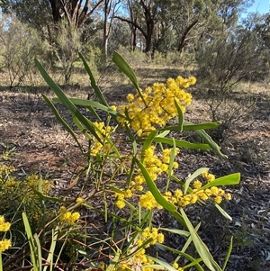 Acacia hakeoides at Springdale, NSW - 4 Sep 2024 09:22 AM