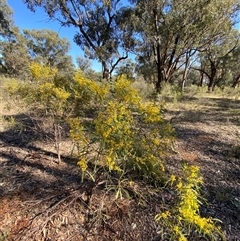 Acacia hakeoides at Springdale, NSW - 4 Sep 2024