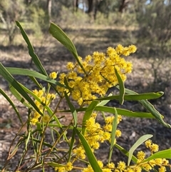 Acacia hakeoides at Springdale, NSW - 4 Sep 2024 09:22 AM