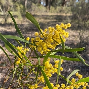 Acacia hakeoides at Springdale, NSW - 4 Sep 2024 09:22 AM