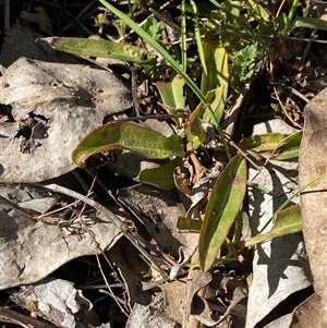 Eremophila debilis at Springdale, NSW - 4 Sep 2024 09:18 AM