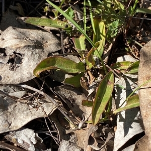 Eremophila debilis at Springdale, NSW - 4 Sep 2024