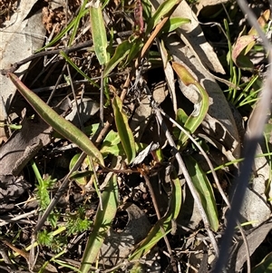 Eremophila debilis at Springdale, NSW - 4 Sep 2024