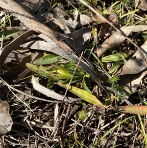 Eremophila debilis at Springdale, NSW - 4 Sep 2024 09:18 AM