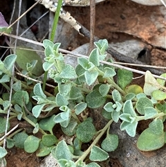 Chenopodium desertorum (Frosted Goosefoot) at Springdale, NSW - 3 Sep 2024 by Tapirlord