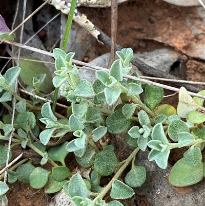 Chenopodium desertorum (Frosted Goosefoot) at Springdale, NSW - 3 Sep 2024 by Tapirlord