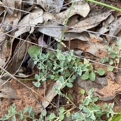 Chenopodium desertorum at suppressed - 4 Sep 2024