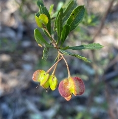 Dodonaea viscosa subsp. cuneata (Wedge-leaved Hop Bush) at Springdale, NSW - 4 Sep 2024 by Tapirlord