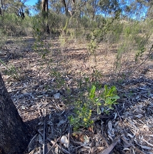 Dodonaea viscosa subsp. cuneata at Springdale, NSW - 4 Sep 2024 09:14 AM