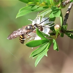 Unidentified Flower wasp (Scoliidae or Tiphiidae) at Yackandandah, VIC - 1 Dec 2024 by KylieWaldon