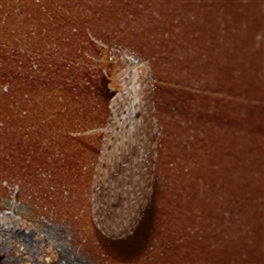 Micromus tasmaniae at Freshwater Creek, VIC - 10 Apr 2020 by WendyEM