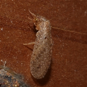 Micromus tasmaniae at Freshwater Creek, VIC by WendyEM