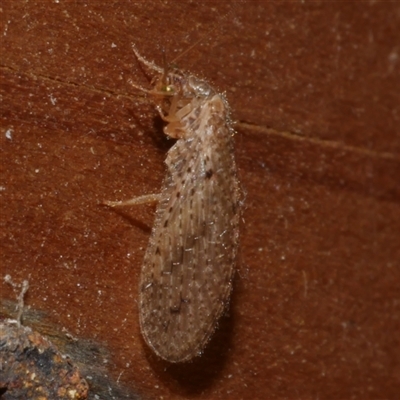 Micromus tasmaniae at Freshwater Creek, VIC - 10 Apr 2020 by WendyEM