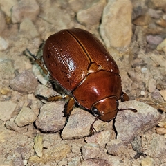 Unidentified Scarab beetle (Scarabaeidae) at Braidwood, NSW - 3 Dec 2024 by MatthewFrawley