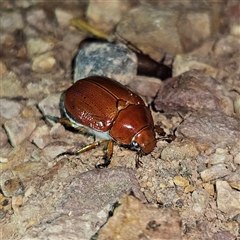 Anoplognathus porosus at Braidwood, NSW - 3 Dec 2024 09:01 PM
