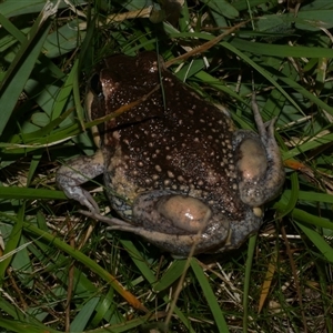 Limnodynastes dumerilii (Eastern Banjo Frog) at Freshwater Creek, VIC by WendyEM